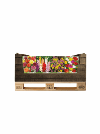 Display Economy displaybox Mixed