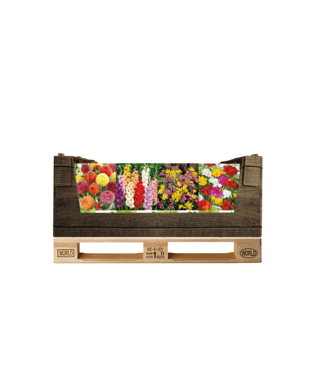 Display Economy displaybox Mixed