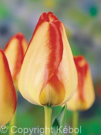 Tulipa American Dream