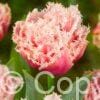 Tulipa Queensland