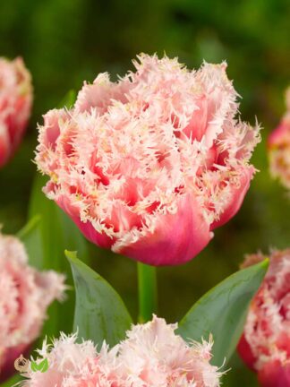 Tulipa Queensland
