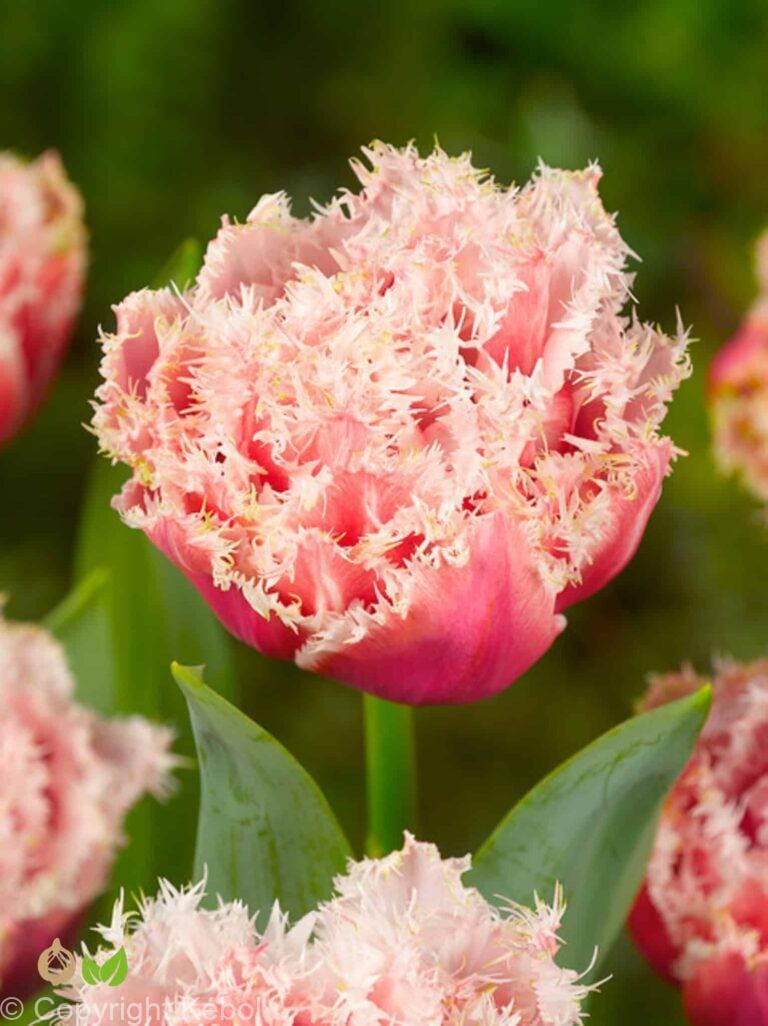 Tulipa Queensland
