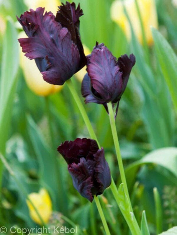 Tulipa Black Parrot