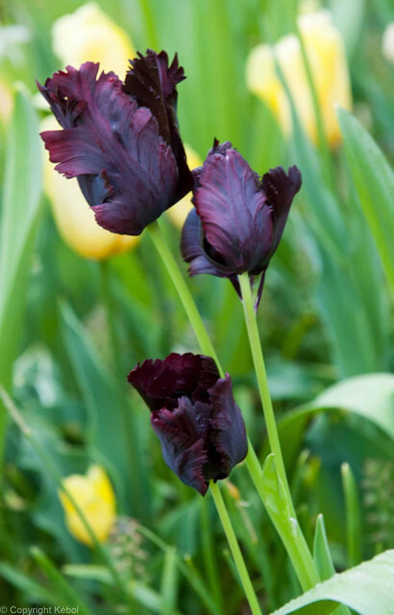 Tulipa Black Parrot