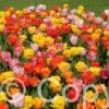 Tulipa Darwin Hybrid Mixed