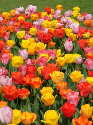 Tulipa Darwin Hybrid Mixed