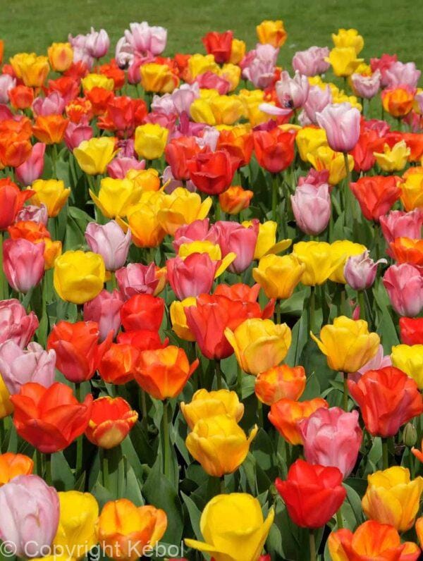 Tulipa Darwin Hybrid Mixed