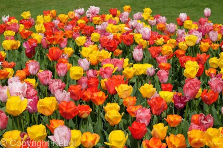 Tulipa Darwin Hybrid Mixed