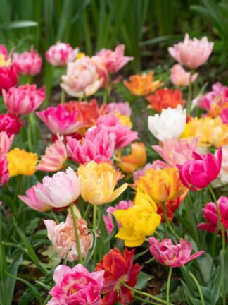 Tulipa Double Late Mixed
