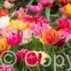 Tulipa Double Early Mixed