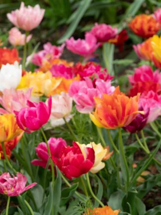 Tulipa Double Early Mixed