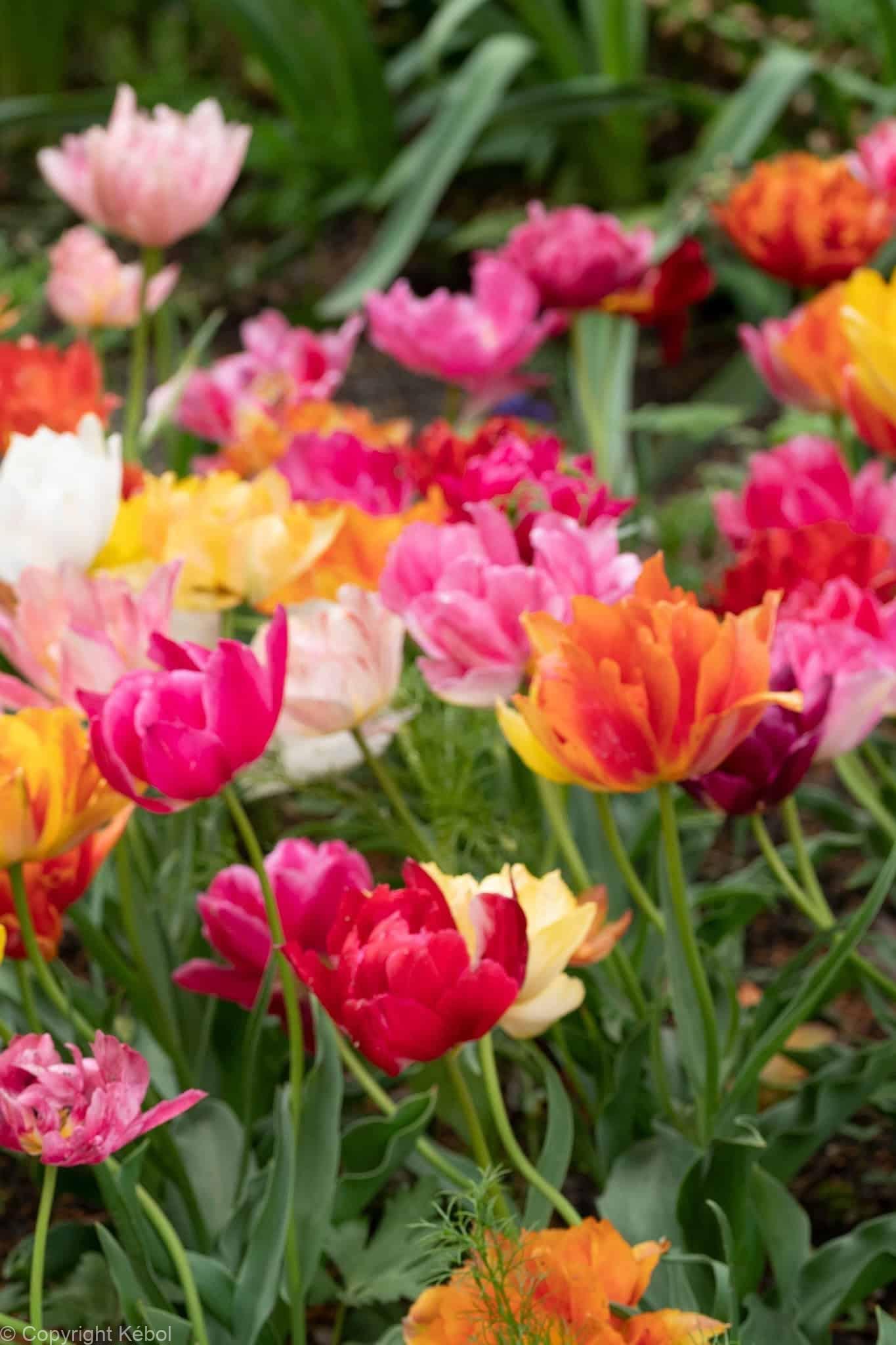Tulipa Double Early Mixed
