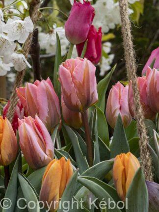 Tulipa Princess Mixed