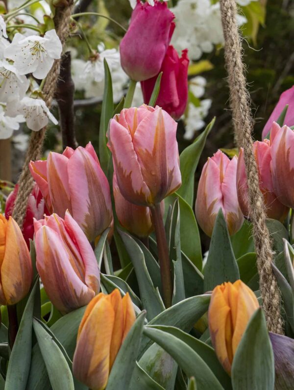 Tulipa Princess Mixed