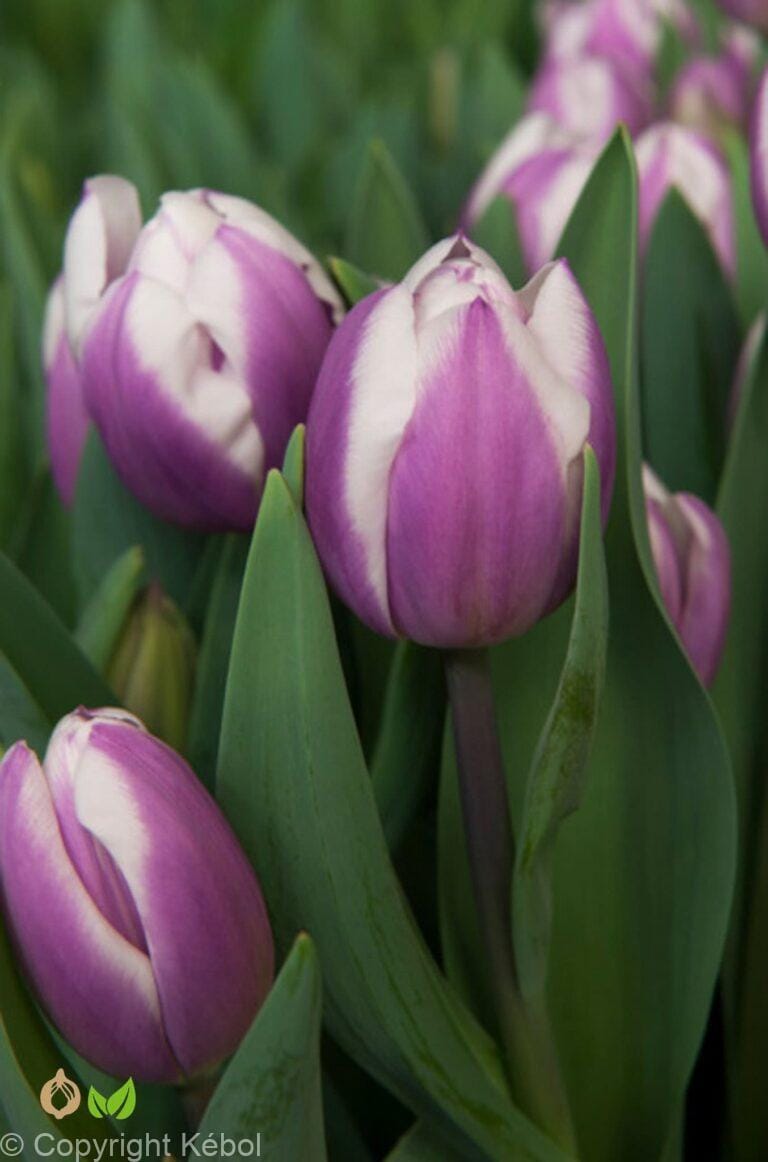 Tulipa Librije