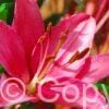 Lilium Purple Prince