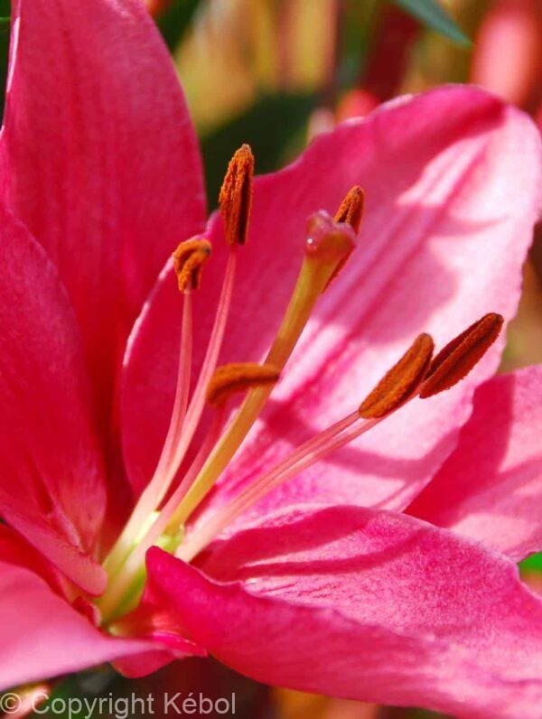 Lilium Purple Prince