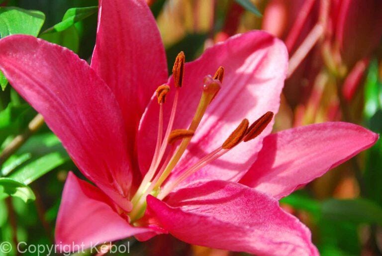 Lilium Purple Prince