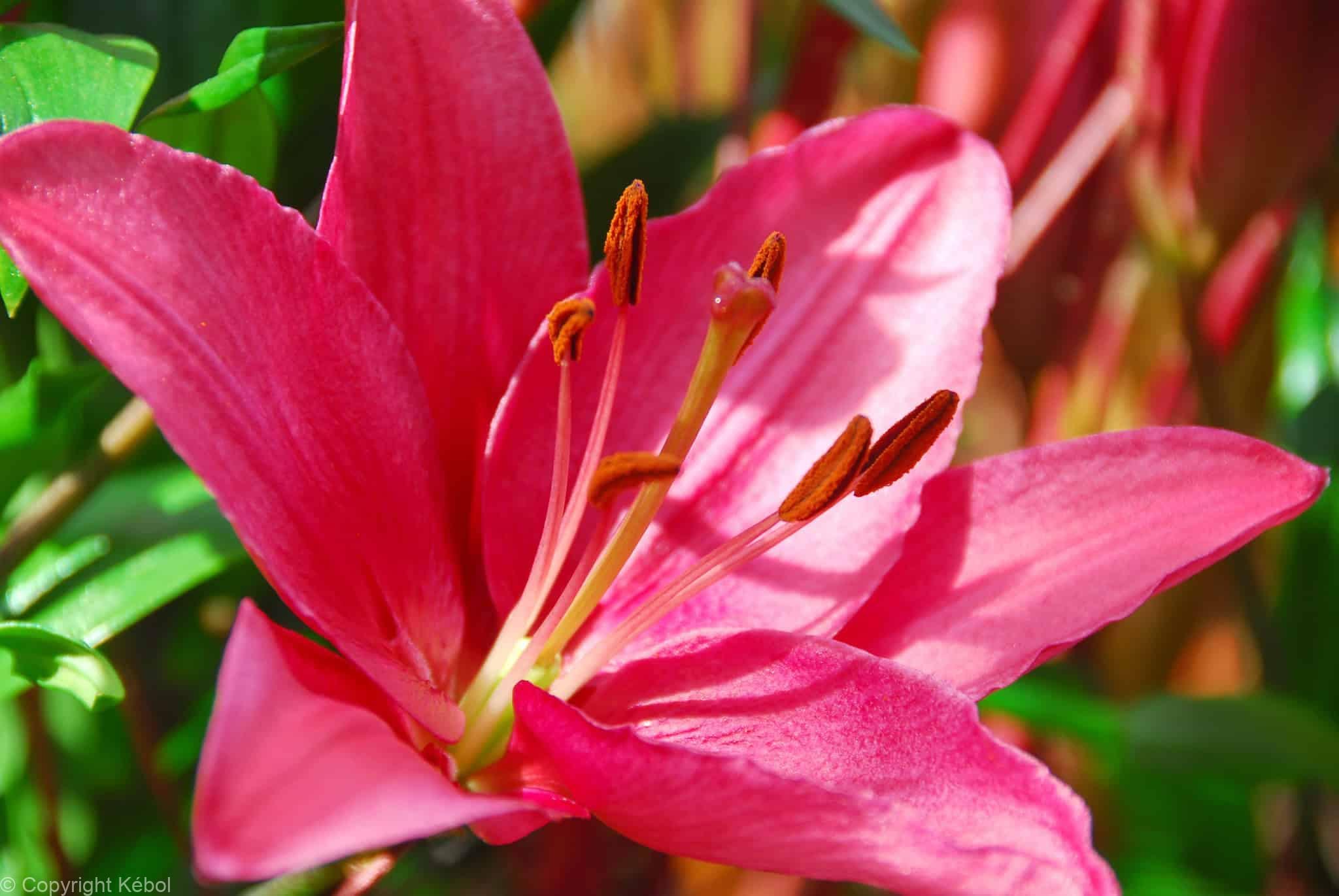 Lilium Purple Prince