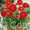 Ranunculus Red