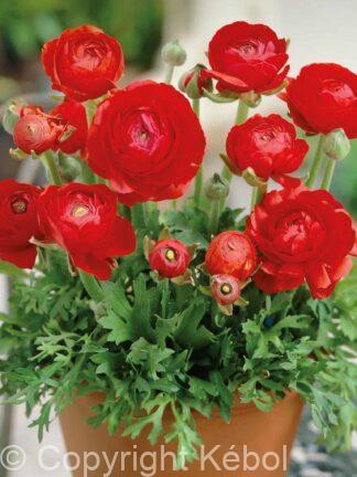 Ranunculus Red