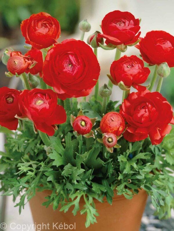 Ranunculus Red