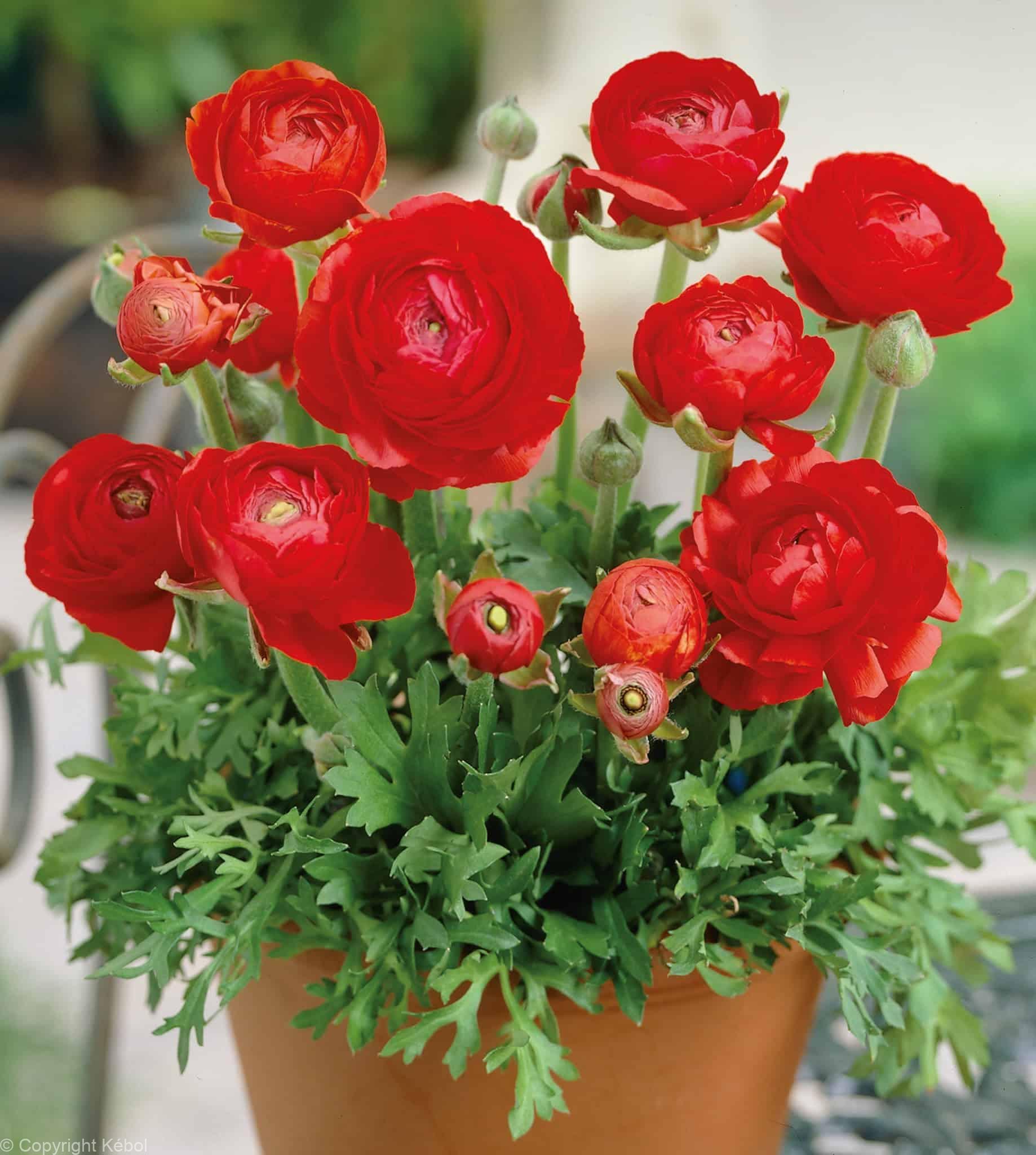 Ranunculus Red