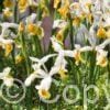 Iris Hollandica Valentine