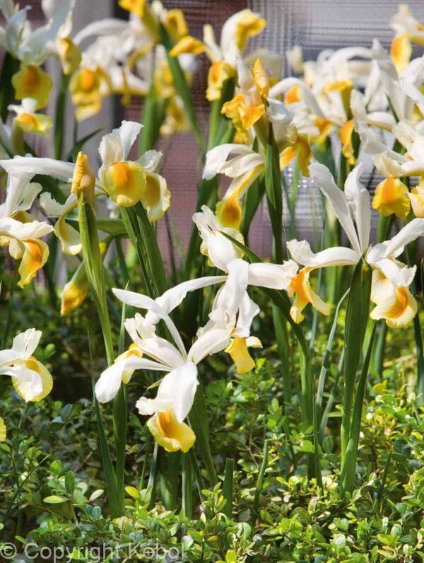 Iris Hollandica Valentine