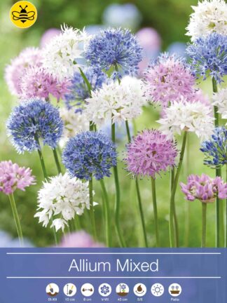 Allium Mixed
