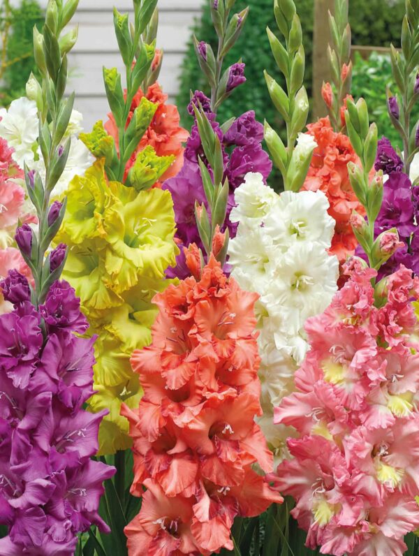 Gladiolus Ruffled Mix