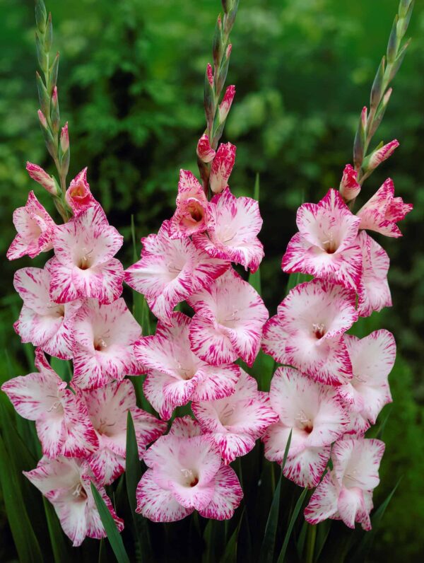 Gladiolus My Love