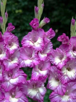 Gladiolus Anouk
