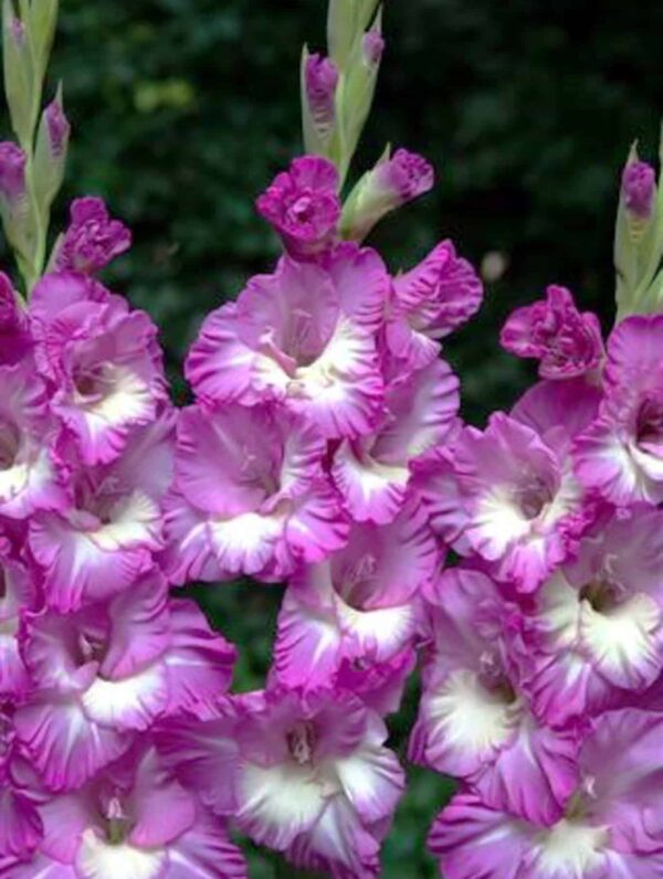 Gladiolus Anouk