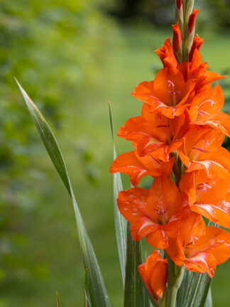 Gladiolus Royal Class