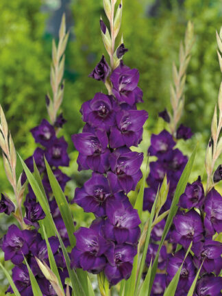 Gladiolus Mombasa