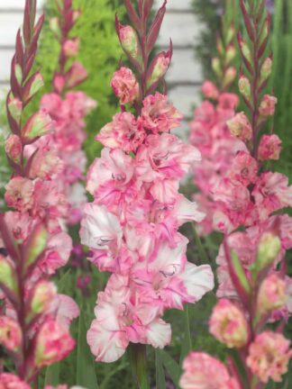 Gladiolus Krasnodar