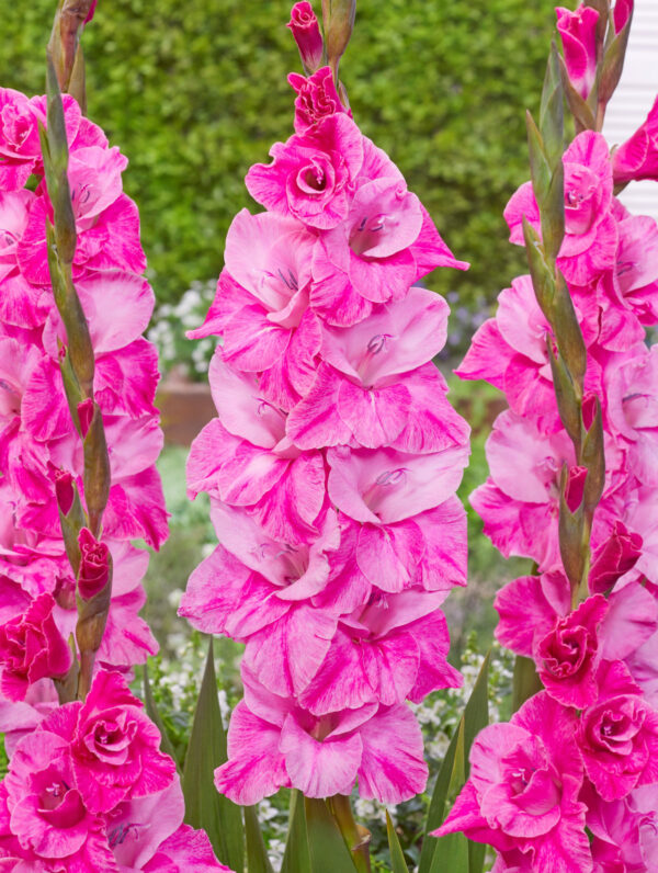 Gladiolus Fairytale Pink