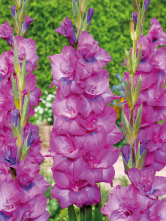 Gladiolus Evident