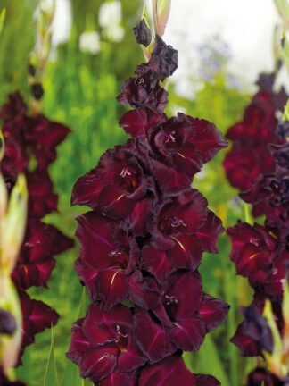 Gladiolus Espresso