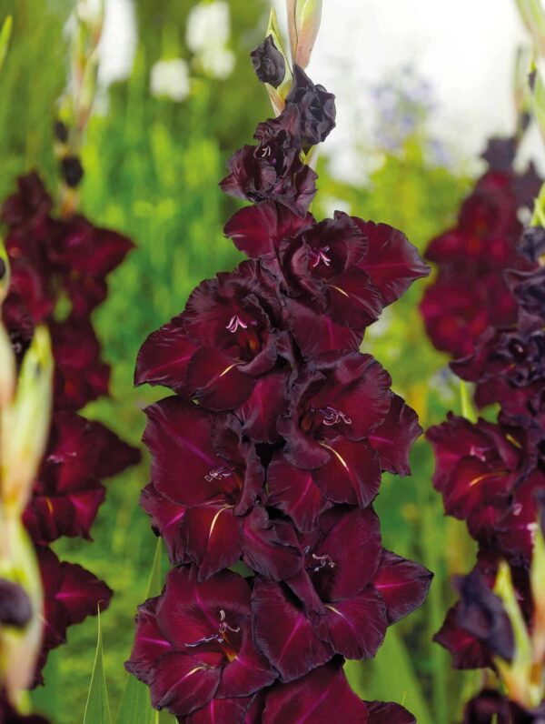 Gladiolus Espresso