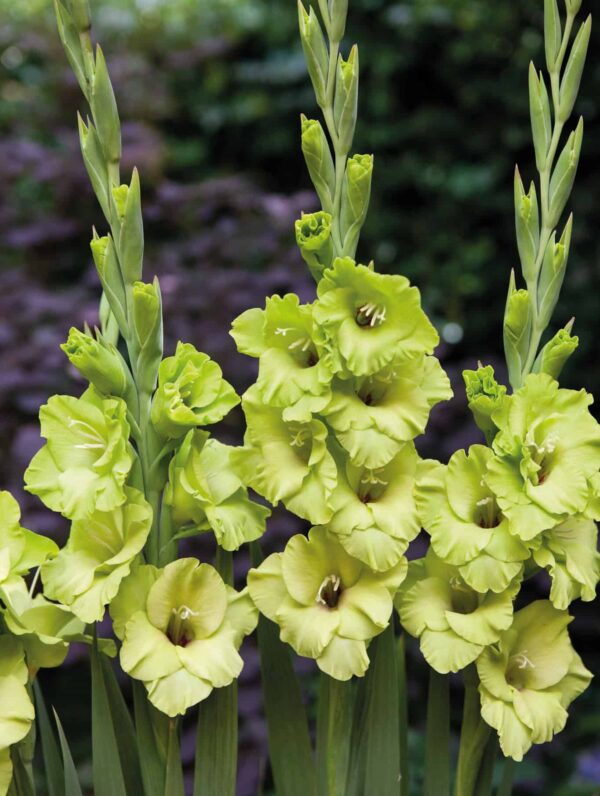 Gladiolus Green Star