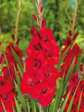Gladiolus Oscar