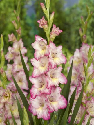 Gladiolus Priscilla