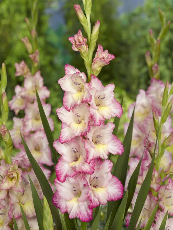 Gladiolus Priscilla