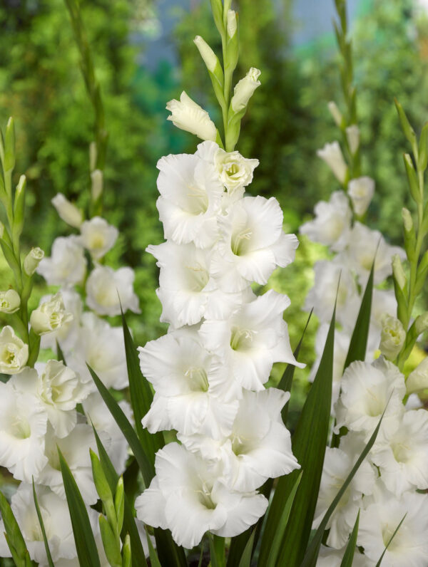 Gladiolus White Prosperity