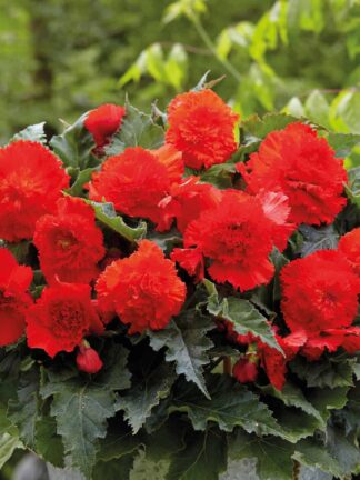 Begonia Wummi Apfelbluete