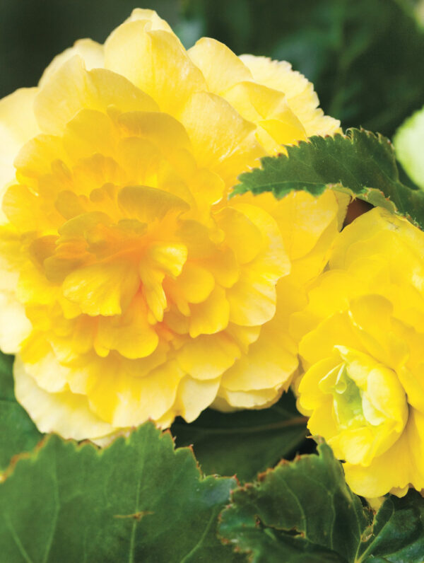 Begonia Double Yellow