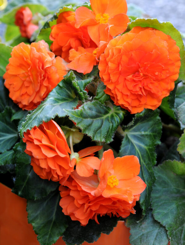 Begonia Double Orange