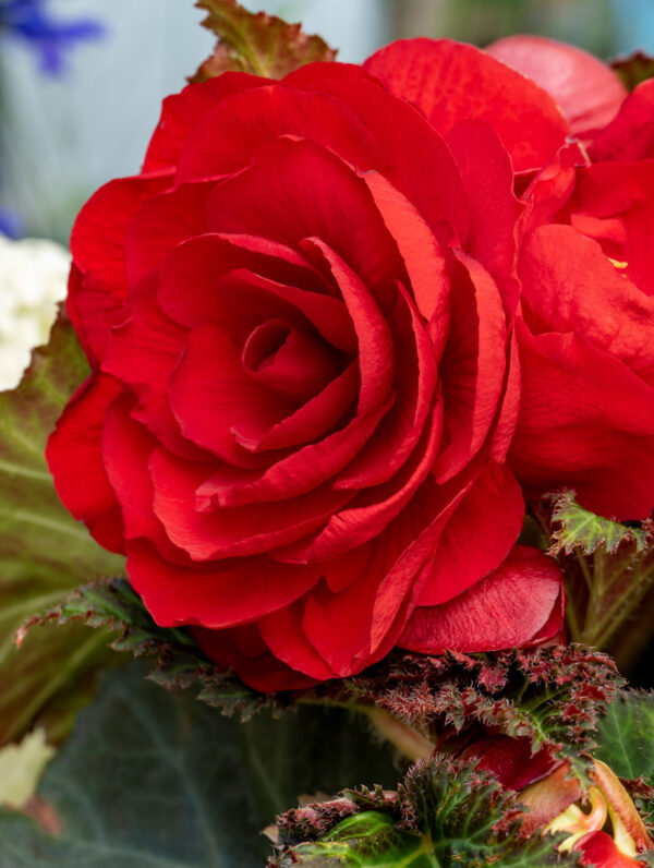Begonia Double Red